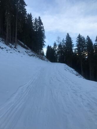Forstweg zur Neubergalm