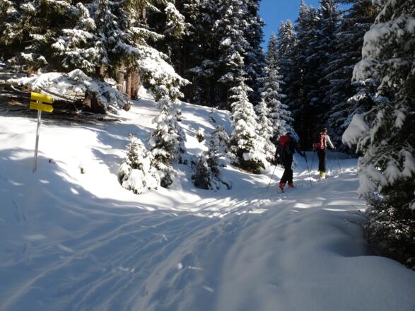 Haben wir die Wiesen und den kurzen Waldabschnitt überwunden, folgen wir ein kurzes Stück der Forststraße.