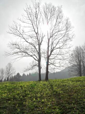 Die Sonne dringt durch die Nebeldecke und erleuchtet eine blumenreiche Bergwiese.