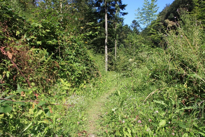 Wanderweg im Reingraben