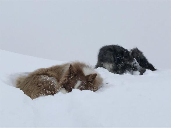 Huskies genießen das Ziel
