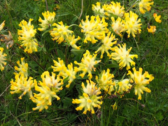 Blumenwiesen am Schafkögel 1999m