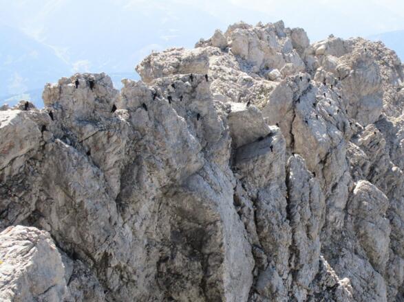 Bergdohlen am Gipfel.