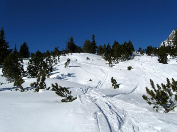 Die letzten Höhenmeter auf das latschenbewachsene Hochplateau.