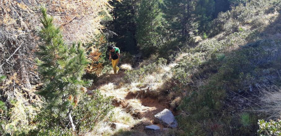 ... schmaler Steig zwischen Lärchen- und Zirben.