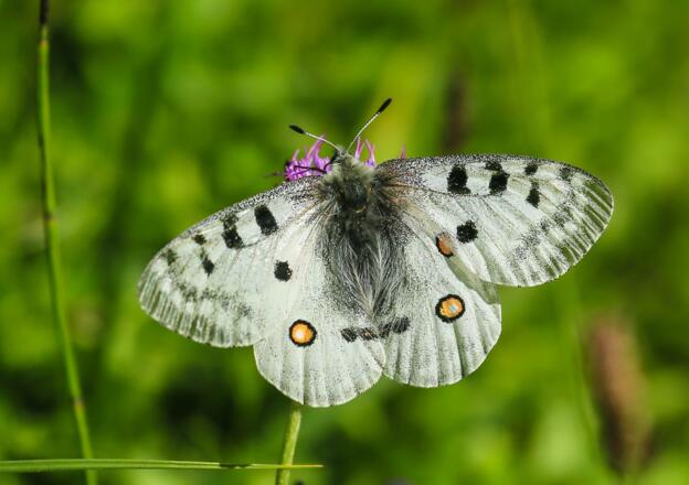 Zur Flugzeit zwischen Juni und August (mit Flugschwerpunkt im Juli) ist der Apollofalter (Parnassius apollo) im Umfeld der Vordersandlingalm regelmäßig zu beobachten.