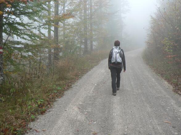 Dann ein paar Schritte über die Forststraße ...