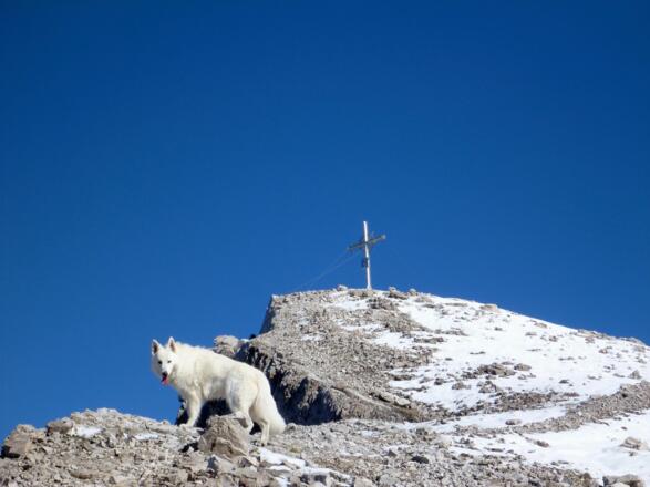 die letzten Meter auf dem Rücken zum Gipfel der hinteren Bachofenspitze
