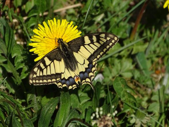 Ein prächtiger Schwalbenschwanz