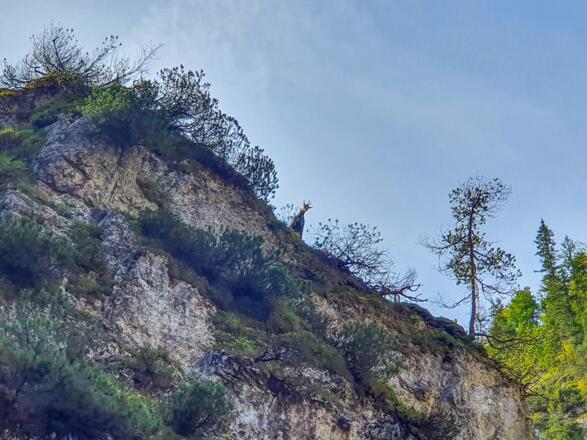 In der Gleirschklamm lassen sich Gämsen beobachten
