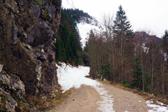 Forststraße um 1150 m, zurück zur Jagdhütte (1100m)