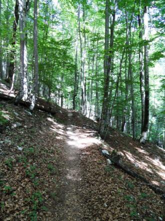 Anfang führt ein Waldweg nach oben.