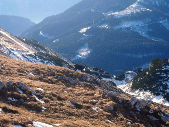 Gams am abgeblasenen Hang um 1900m
