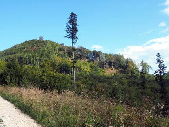 Blick zum Rinnerkogel von der Forststraße um 680m