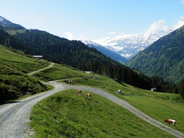 Die wunderschöne Almenlandschaft am Felberberg.