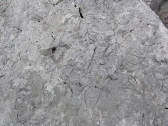 Versteinerungen im Karst - Kuhtrittmuschel