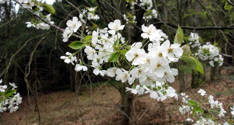 Frühblüher an der Wegkreuzung um 440m