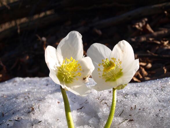 Schneerosen am Jagasteig