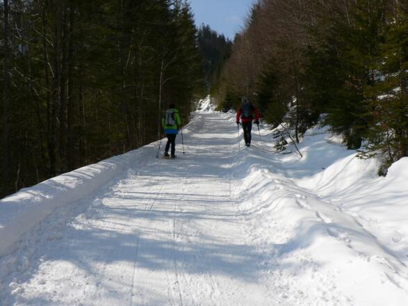 Nun geht es die Forststraße hinauf durch den Lexgraben Richtung Hinteregger Alm