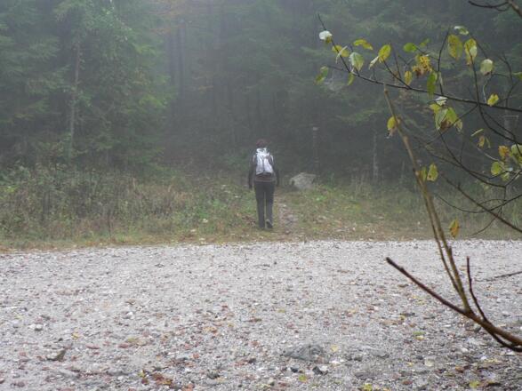 ... bis der Weg wieder in den Wald führt