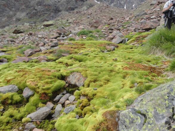Moospolster im Eiskastenbach