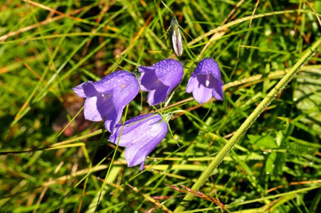 Glockenblumen auf den Bergwiesen