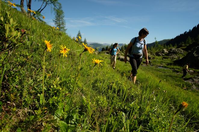 Arnika-Blüten am Wegesrand