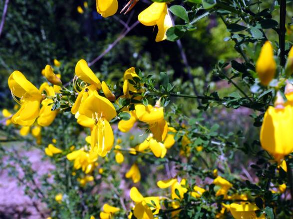 Ginster am Kamm 480m