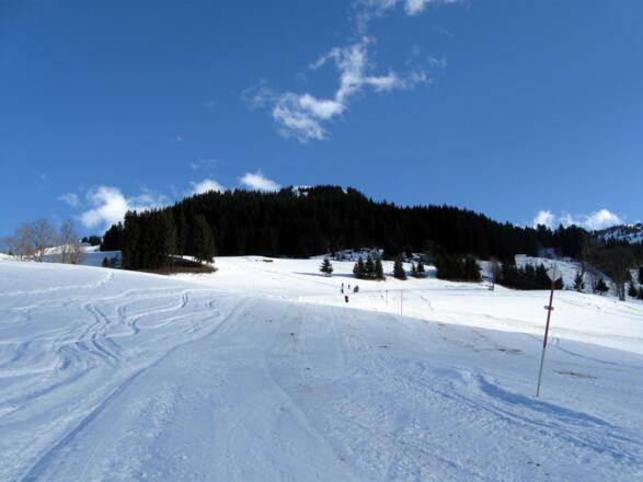 Man geht auf dieses Waldstück zu.