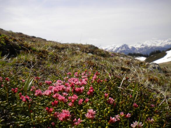 Landschaft am Schneeberg