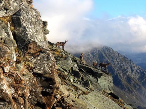 Steinböcke am Gratanstieg