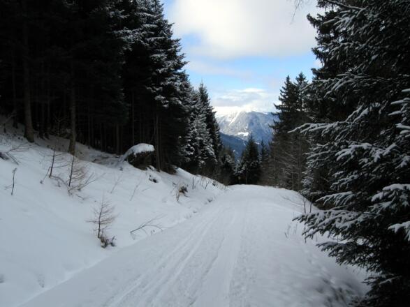 Ein kurzes Stück geht es entlang dieser Forststraße, bevor man ....