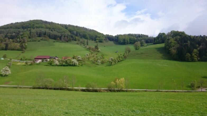 Biohof Prüller mit  Schafwiesen