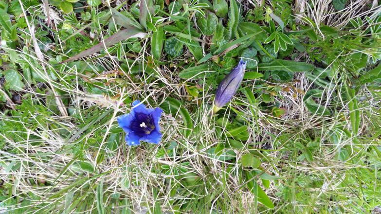 Blumen an Wegesrand