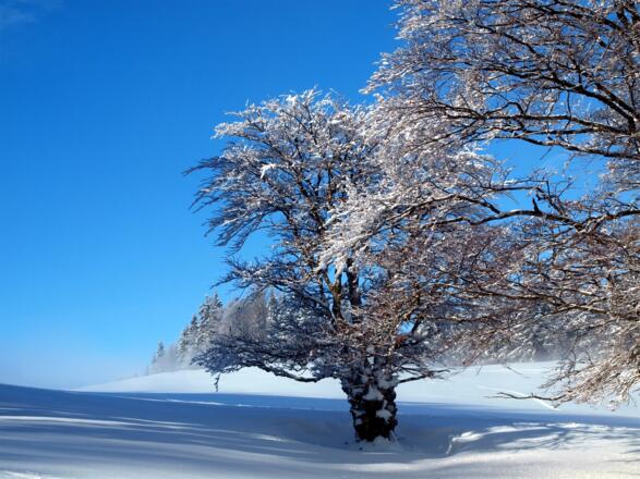 Schöne Buchen, die dem Berg den Namen gegeben haben.