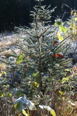 Der erste Frost des Jahres.