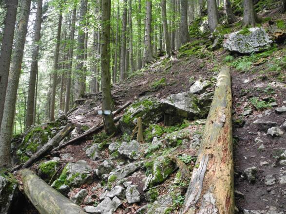 Schlecht erkennbar ist die Stelle wo der Wanderweg zum Einstieg nach links verlassen wird.