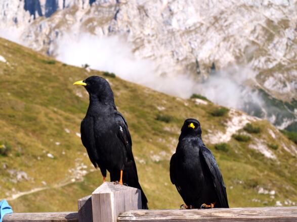 Dohlen auf der Gruttenhütte 1620 m