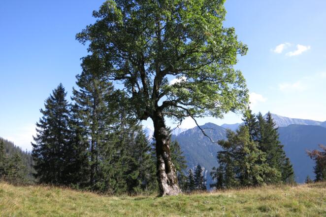 Einzelner Baum