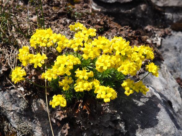 Blumenpolster vor'm Rotgsoll, 1550m
