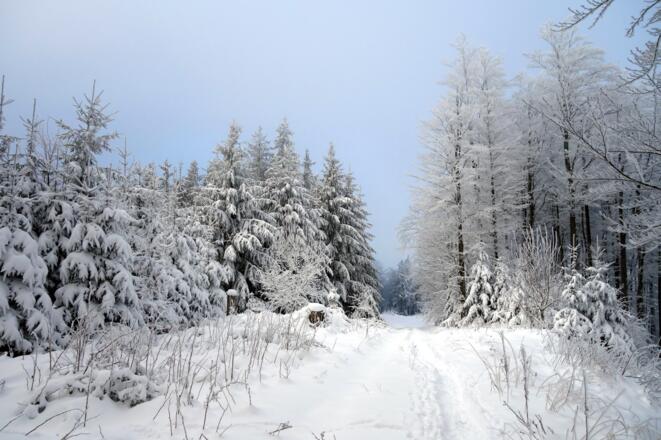 Forstweg unter dem Gipfel auf 1000m