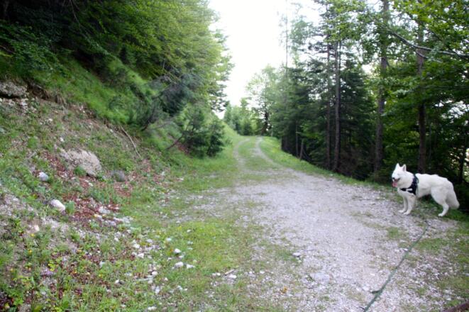 Am Weg zur Rumeralm