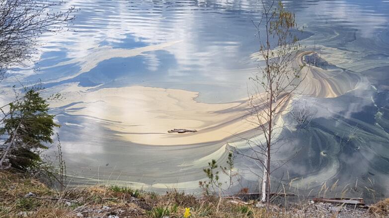 Blütenstaub auf dem Blindsee