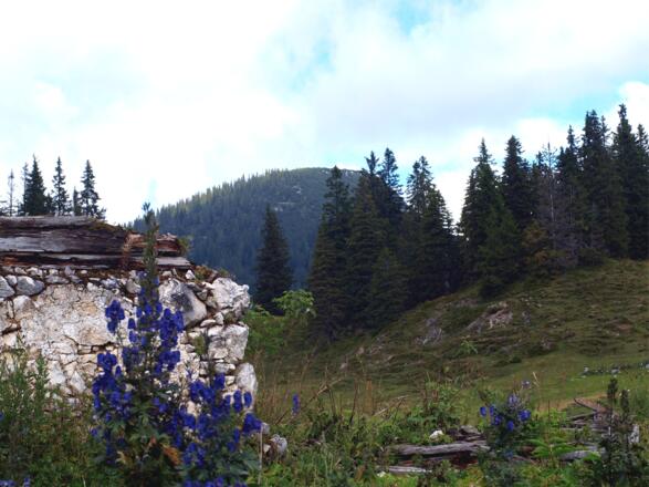 Mayralm 1400 m verfallen, mit Mayrwipfel im Hintergrund.