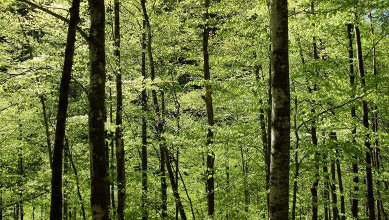 Buchenwald vor der Rettenbachalm