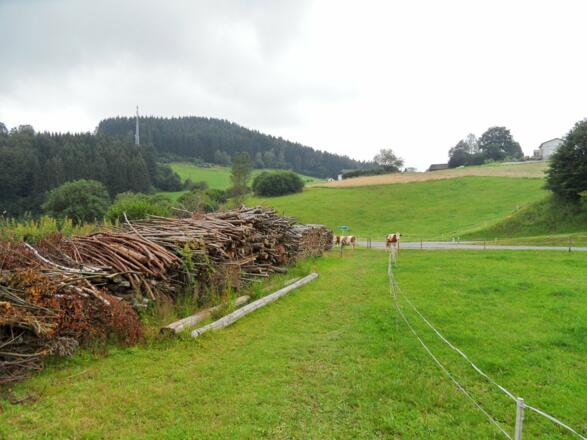Kühe auf dem Weg.