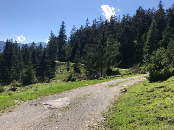 Am Auhöbweg flach hinüber zur Forststraße zur Latschenhütte