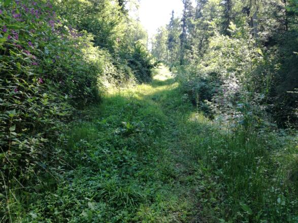 Steil hinauf über einen verwilderten Forstweg