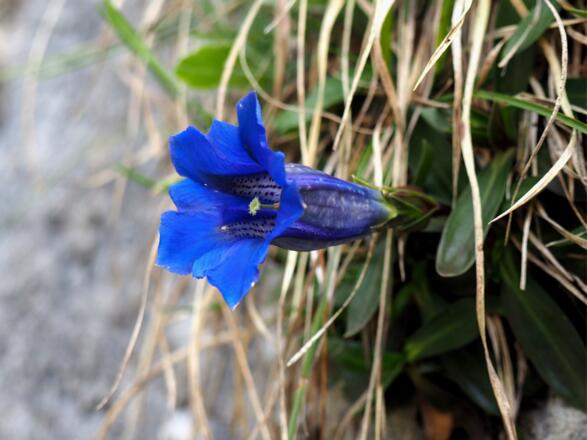 Enzian in einer senkrechten Wand (1800m)