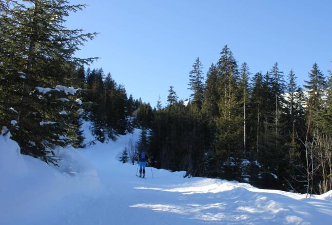 Im mittleren Teil unterhalb des Waldstücks